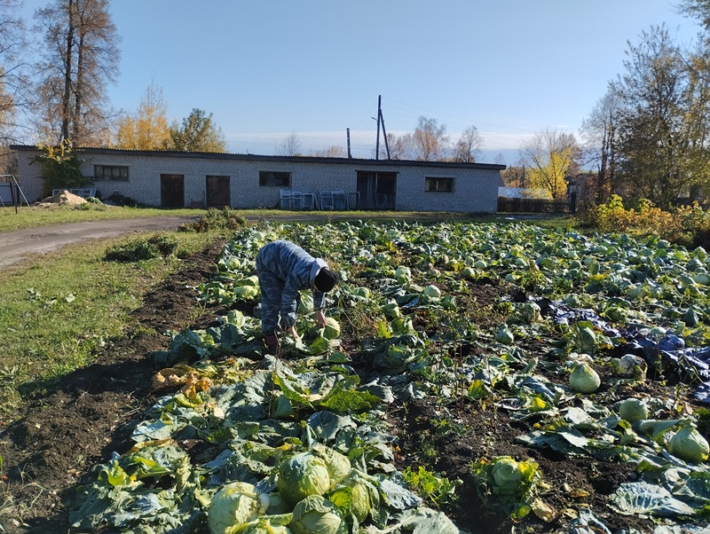 Участие в уборке капусты с пришкольного участка. Пока хорошая погода, нужно многое успеть.